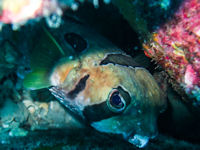 Diodon liturosus