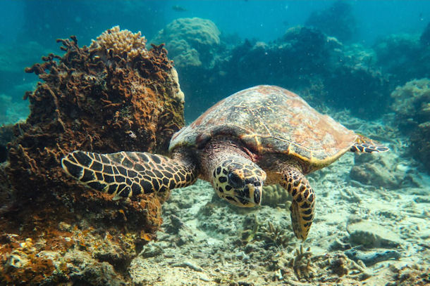 Echte Karettschildkrte Eretmochelys imbricata