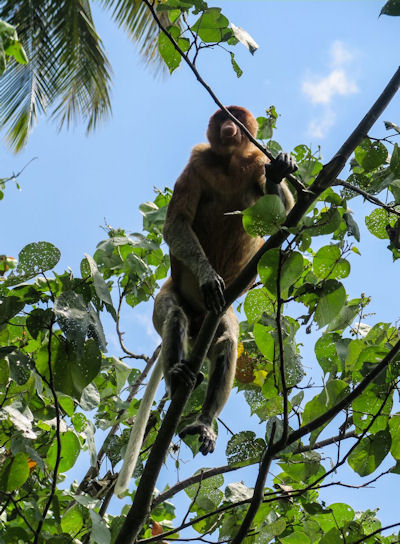 Nasenaffe Nasalis larvatus