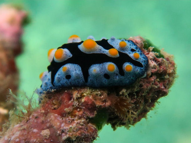 Warzenschnecke Phyllidiella picta