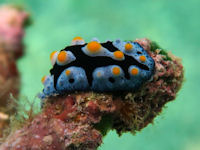 Phyllidia picta