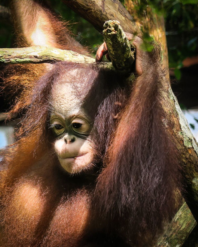 Borneo-Orang-Utan Pongo pygmaeus