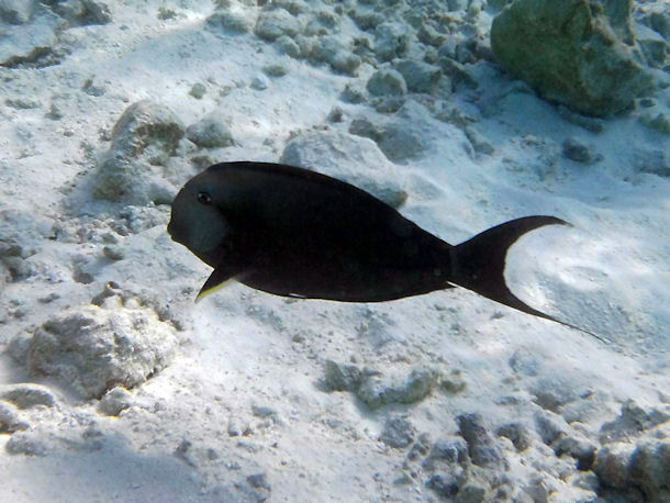 Doktorfisch Acanthurus sp