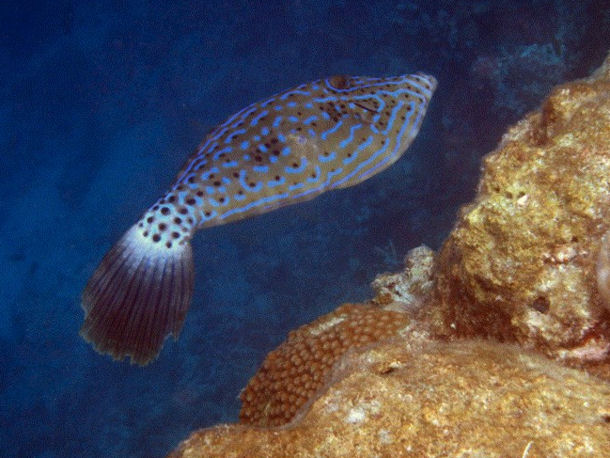 Feilenfisch Aluterus scriptus