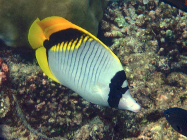 Chaetodon lineolatus