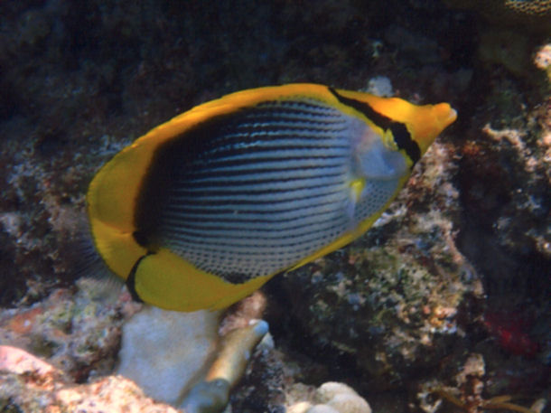 Chaetodon melannotus