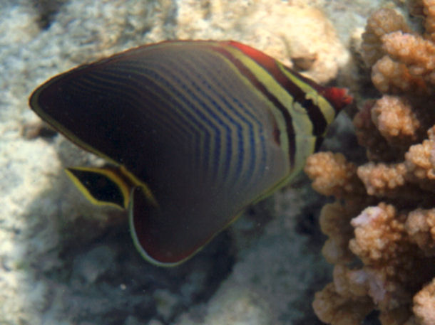 Chaetodon triangulum