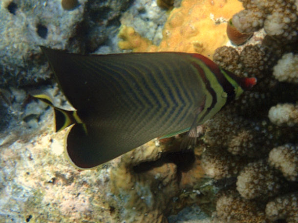 Chaetodon triangulum