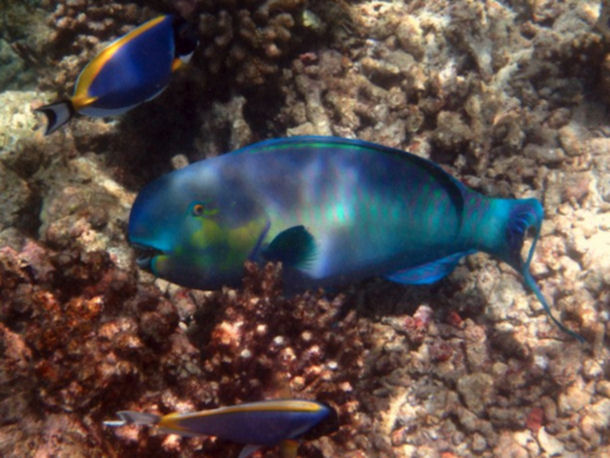 Chlorurus strongylocephalus