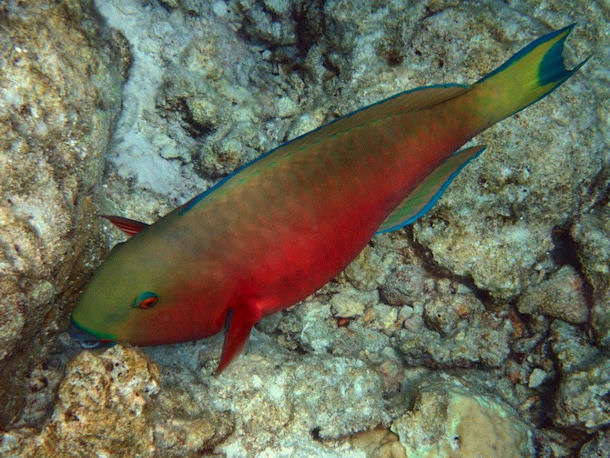 Chlorurus strongylocephalus