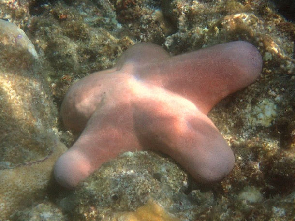 Choriaster granulatus