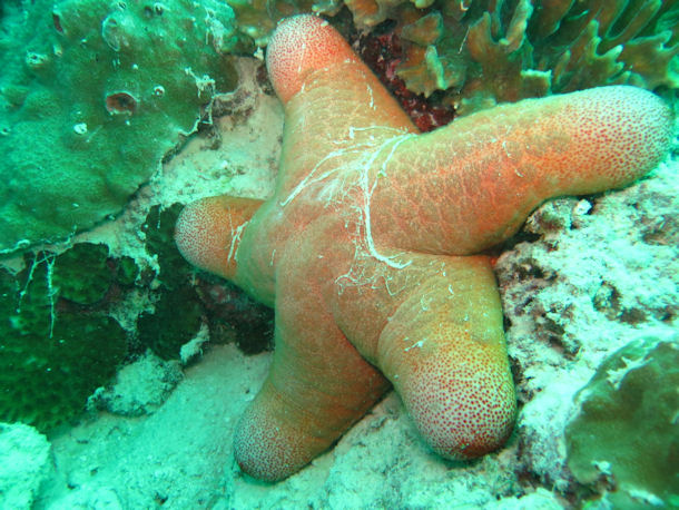 Choriaster granulatus