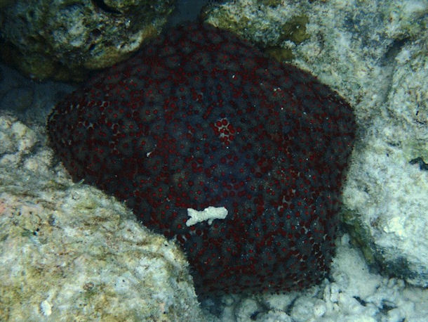 Culcita novaeguineae