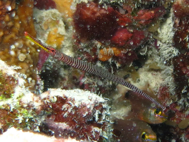 Dunckerocampus multiannulatus