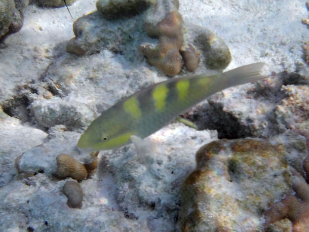 Regenbogenlippfisch Hemicoris batuensis