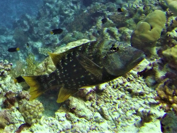 Lethrinus erythracanthus