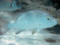 Lutjanus argentimaculatus