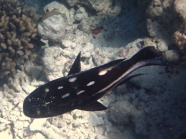 Macolor macularis juvenile