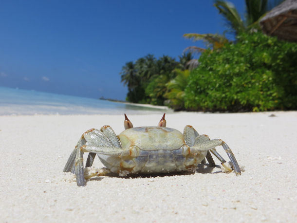 Nalaguraidhoo