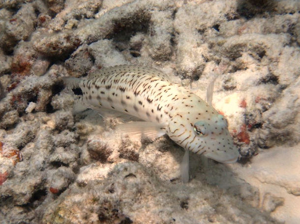 Schwarzfleck-Sandbarsch Parapercis hexophtalma