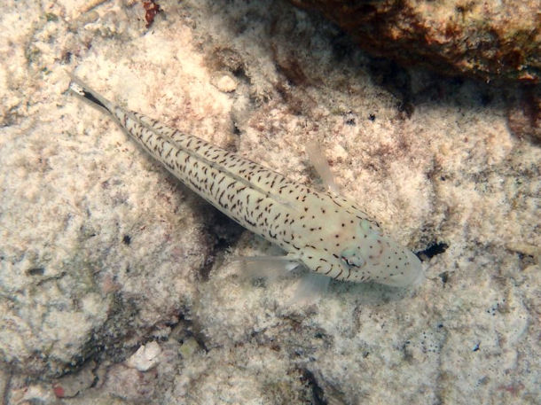 Schwarzfleck-Sandbarsch Parapercis hexophtalma