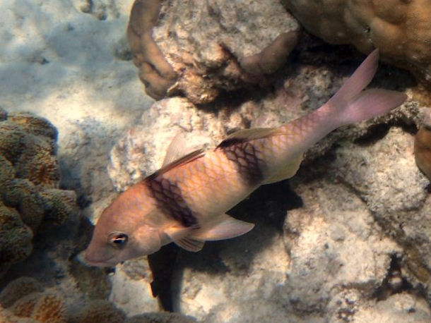 Parupeneus trifasciatus