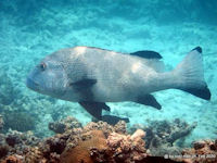 Plectorhinchus albovittatus