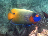 Blaukopf-Kaiserfisch Pomacanthus xanthometopon