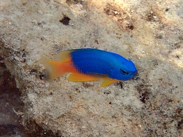 Pomacentrus caeruleus