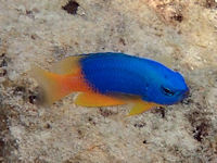 Pomacentrus caeruleus