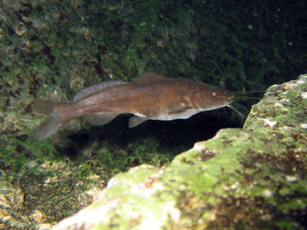 Rhamdia quelen in Cenote Kukulkan