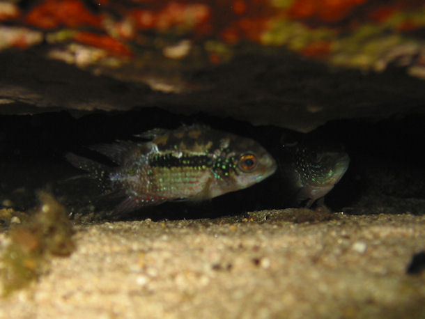 Rocio octofasciata in Cenote Kulkan