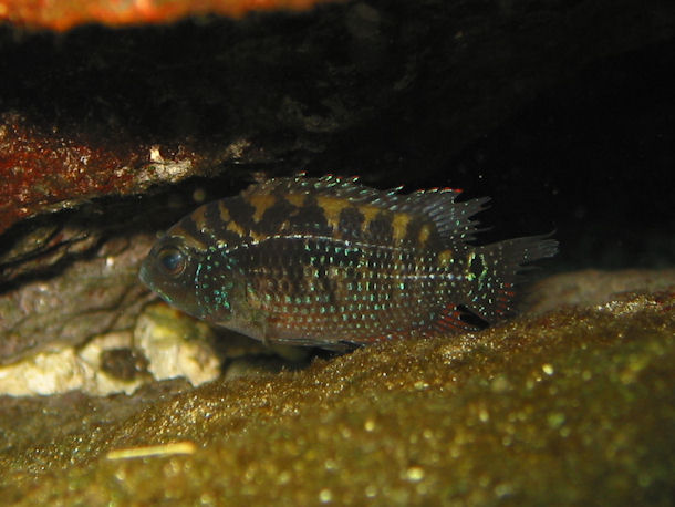 Rocio octofasciata in Cenote Kulkan