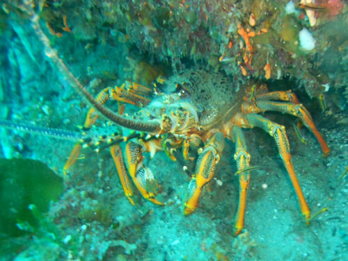 Rock lobster Jasus edwardsii