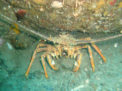 Rock lobster Jasus edwardsii