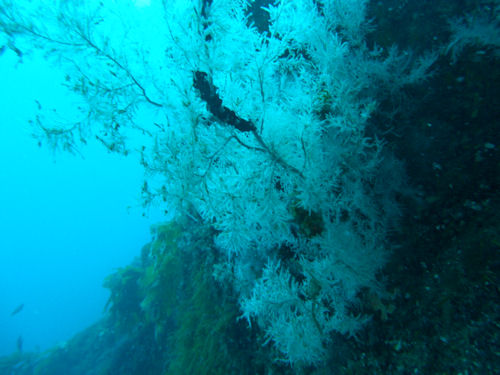 Black coral Antipathella fiordensis