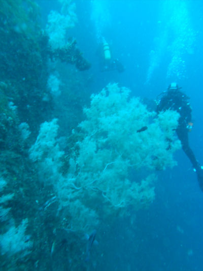Black coral Antipathella fiordensis