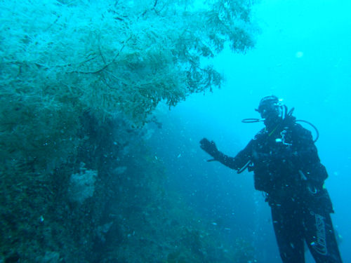 Black coral Antipathella fiordensis