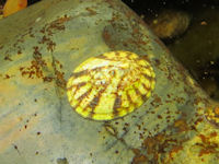 Patella vulgata