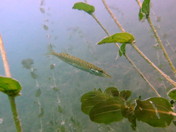 Kleiner Hecht im Attersee