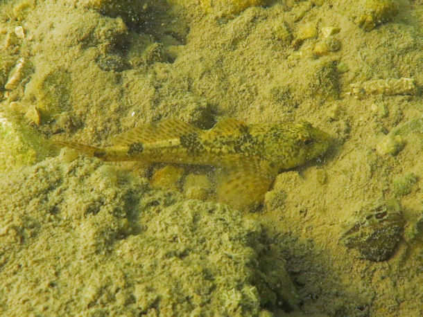 Cottus gobio