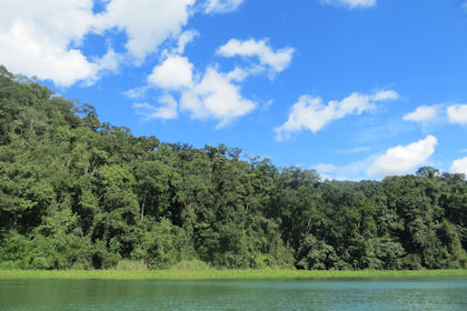 Regenwald Panama