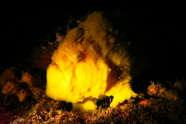 Frogfish Panama