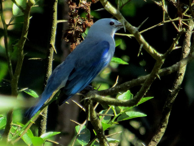 Regenwald Panama