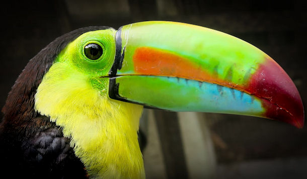 Tucan