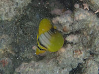 Zebrasoma desjardinii