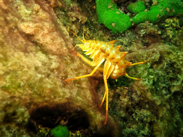 Diving in Lake Baikal