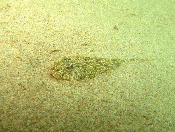 Baikal sculpin