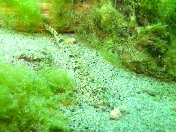 Baikal sculpin