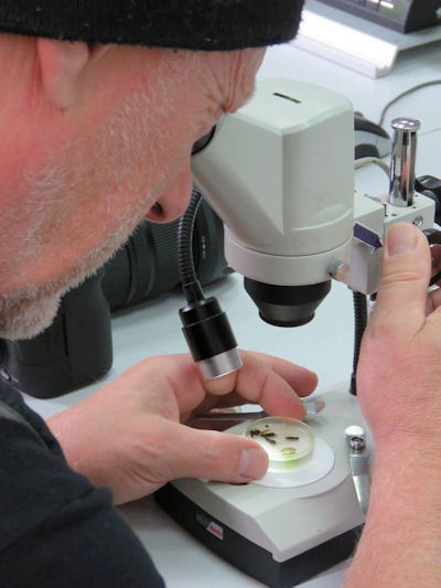 Flohkrebse unter dem Mikroskop